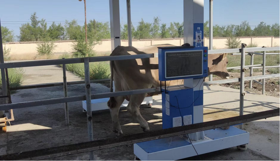 豬/牛/羊體尺高通量無應激測量設備